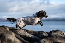 Non-stop Dogwear Drying Dog Coat, Sand, 36 slide 2 of 4
