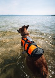 Non-stop Dogwear Safe 2.0 Dog Life Jacket, Orange, 6 slide 2 of 4