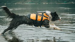 Non-stop Dogwear Safe 2.0 Dog Life Jacket, Orange, 4 slide 2 of 4