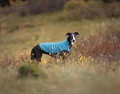 Non-stop Dogwear Trail Quest Fleece Pullover Dog Sweater, Teal, 60 slide 2 of 4