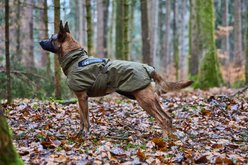 Non-stop Dogwear Glacier WD Dog Jacket, Olive, 40 slide 2 of 4