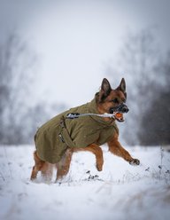 Non-stop Dogwear Glacier WD Dog Jacket, Olive, 65 slide 2 of 4