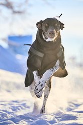 Non-stop Dogwear Trekking Insulated Dog Jacket, Black, 70 slide 2 of 3