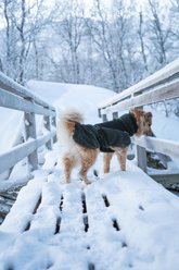Non-stop Dogwear Wool Dog Jacket, Dark Teal, 50 slide 2 of 5