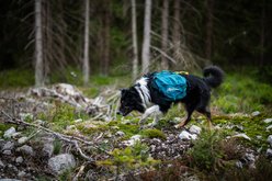 Non-stop Dogwear Trail Quest Dog Backpack, Dark Teal, Medium slide 2 of 4