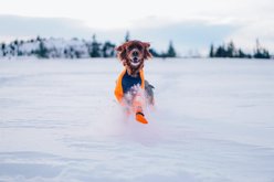 Non-stop Dogwear Protector Snow Male Dog Coat, Black/Orange, Large slide 2 of 4