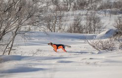 Non-stop Dogwear Protector Snow Female Dog Coat, Black/Orange, Large slide 2 of 3