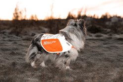 Non-stop Dogwear Reflection Dog Blanket, Orange, X-Large slide 2 of 4