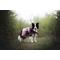 Show in main carousel: Non-stop Dogwear Fjord 2.0 Dog Raincoat, Mauve, 55 slide 2 of 2