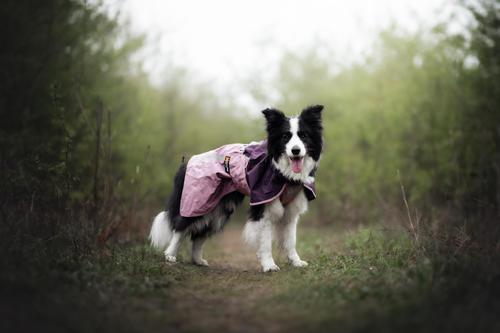 Show full view: Non-stop Dogwear Fjord 2.0 Dog Raincoat, Mauve, 55 slide 2 of 2