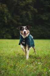 Non-stop Dogwear Fjord Lined Dog Raincoat, Dark Teal, 55 slide 2 of 4