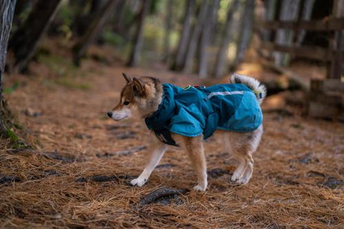 Show full view: Non-stop Dogwear Glacier 3.0 Dog Jacket, Teal, 36 slide 2 of 2
