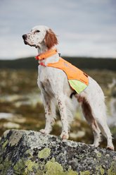 Non-stop Dogwear Protector Cover Dog Safety Vest, Orange, Medium slide 2 of 5