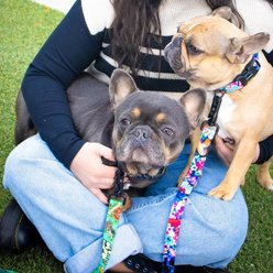 Sublime Tattoo Sleeve Adjustable Dog Collar, Large: 18 to 26-in neck, 1.5-in wide slide 2 of 9
