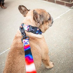 Sublime Floral Jelly Dog Leash, Medium/Large: 6-ft long, 1-in wide slide 2 of 6