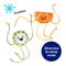 Show in main carousel: Frisco Kiwi & Orange Plush Dangly Cat Toy with Silvervine & Catnip, 2 count slide 3 of 6