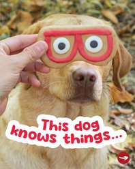 Wufers Fun & Photo-Worthy Designs, Selfie Collection Variety Pack Apple Crunchy Dog Treats, 6 count slide 2 of 8