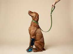 Labra Canine No Knuckling Corrector Toe Dragging Drop Foot Dog Boot Shoe, X-Large slide 2 of 5