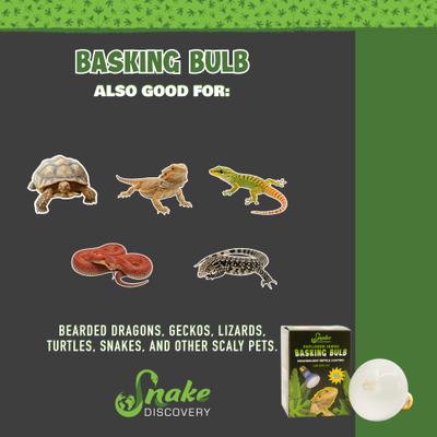Show full view: Snake Discovery Reptile Basking Bulb, 100-watt slide 6 of 8