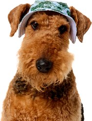 Frisco Palm Leaf Short Brimmed Bucket Dog & Cat Hat, Palm Leaves, X-Large/XX-Large