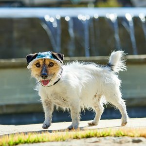 Frisco Palm Leaf Short Brimmed Bucket Dog & Cat Hat, Palm Leaves, X-Small/Small
