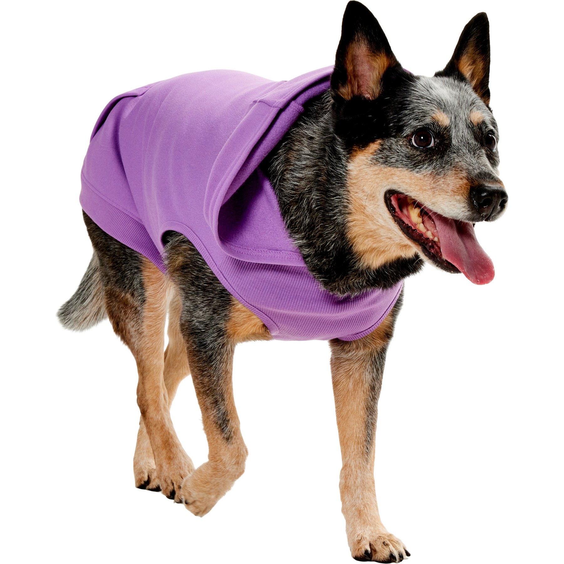 Frisco Basic Dog & Cat Hoodie, Spring Lavender, X-Large