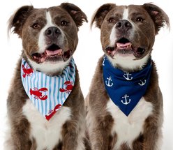 Frisco Coastal Lobster Stripes & Anchors Dog & Cat Reversible Cotton Bandana, X-Large/XX-Large