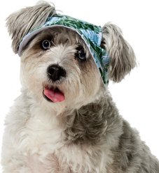Frisco Palm Leaf Short Brimmed Bucket Dog & Cat Hat, Palm Leaves, Medium/Large