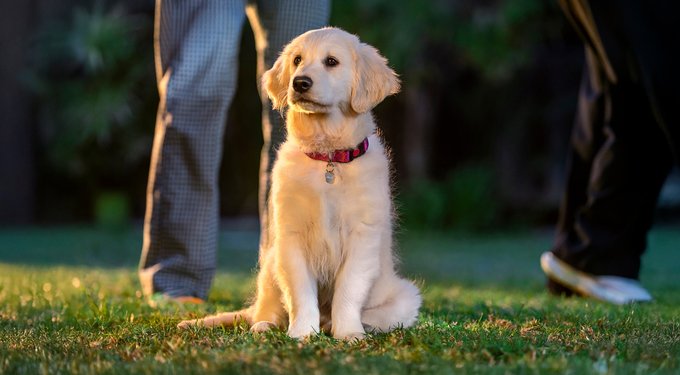 Simparica Trio Chewable Tablet for Dogs, 5.6-11.0 lbs, (Purple Box)