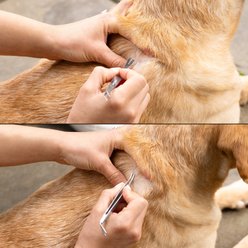 Tweezerman Tick Removal Kit for Dogs slide 2 of 9