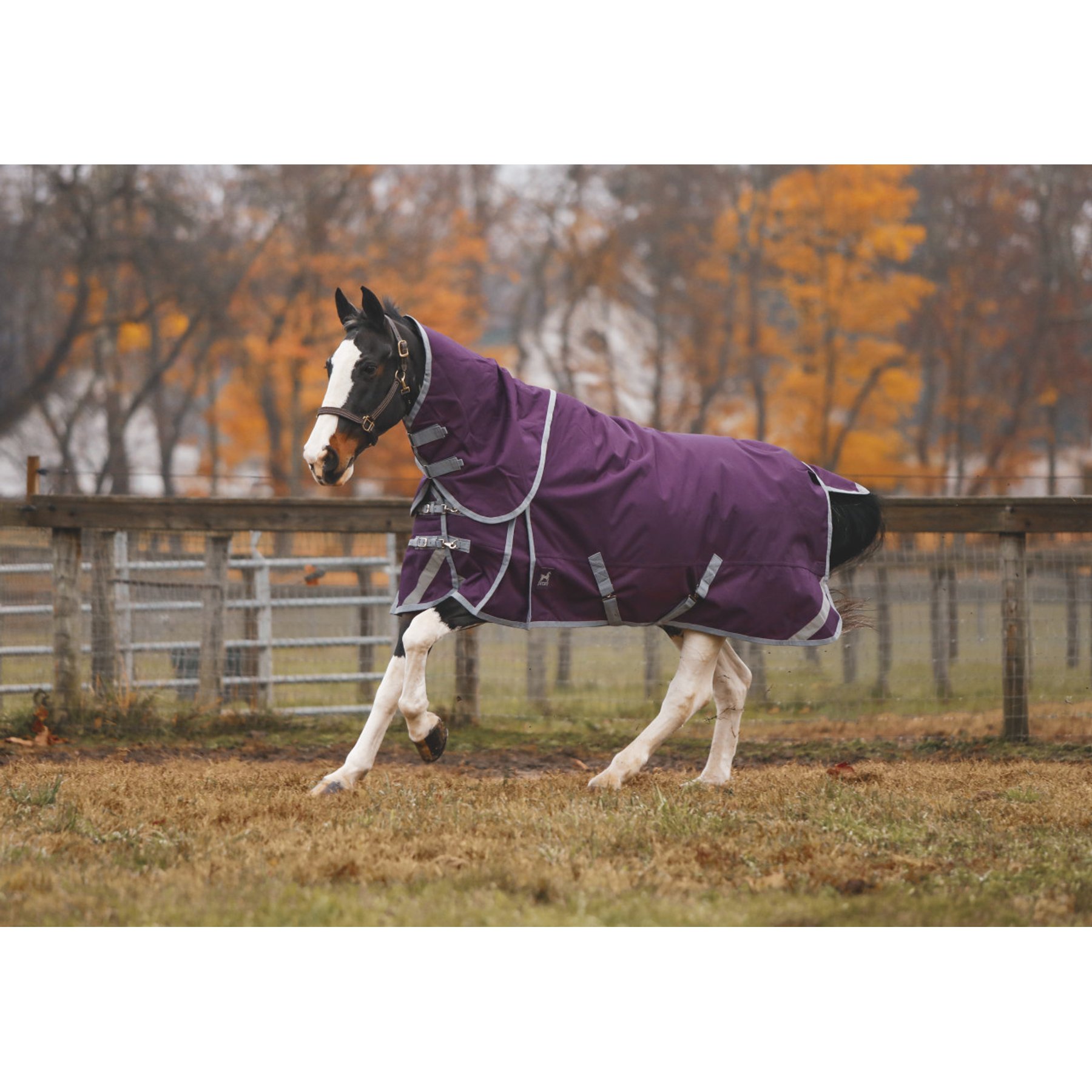 Jacks Heritage Collection Boreas 1200 Denier with 350 Gram Lining & Reflective Stripes Turnout Blanket, Purple, 86-in