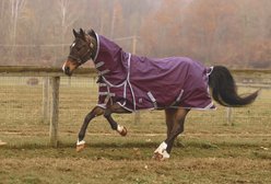 Jacks Heritage Collection Boreas 1200 Denier & Reflective Stripes Turnout Sheet, Purple, 84-in