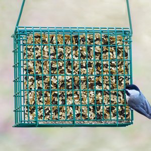 Kaytee Seed & Mealworm Wild Bird Treat Cake, 1.4-lb