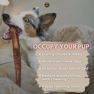 Bully Bunches 12-inch Thick Bully Sticks Dog Treats, 10 count