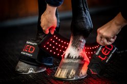 Horseware LED Red Light Therapy Mini Horse Wraps, Black/Black, 4 count