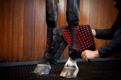 Horseware LED Red Light Therapy Horse Leg Wraps, Black/Black, 2 count