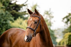 Horseware Hunter Horse Bridle, Havana Brown, Cob