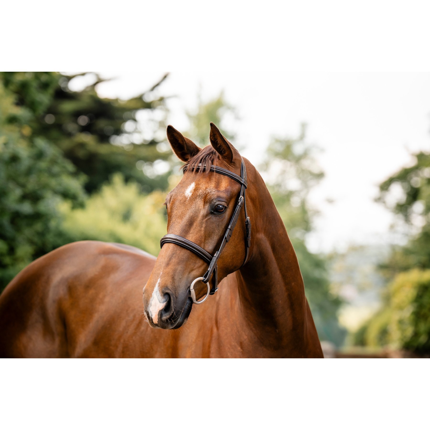 Horseware Hunter Horse Bridle, Havana Brown, Extra Full