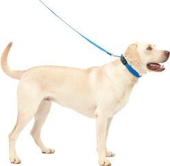 PetSafe Soft Point Martingale Dog Training Collar, Royal Blue, Large slide 2 of 7