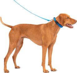 PetSafe Soft Point Martingale Dog Training Collar, Royal Blue, Medium slide 2 of 7
