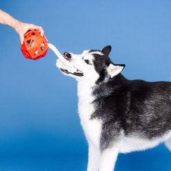 Fringe Studio Pull My Way Rubber Treat Dispensers Dog Toy, Red slide 2 of 4