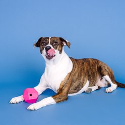 Fringe Studio Having a Ball Rubber Treat Dispensers Dog Toy, Hot Pink slide 2 of 5