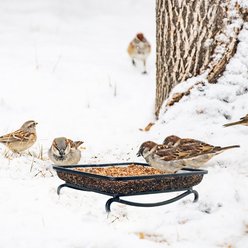 MIXXIDEA Ground Platform Bird Feeder, 2 count
