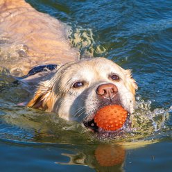 Kseroo Peanut Butter Flavor Spiked Rubber Ball Squeaky Tough Chew Dog Toy, Orange slide 2 of 7