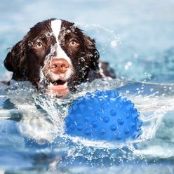 Kseroo Bacon Flavor Spiked Rubber Squeaky Tough Chew Ball Dog Toy, Blue