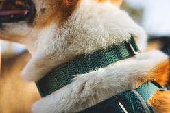 Ruffwear Front Range Flex Collar Polyester Dog Collar, Deep Teal, 9 to 11-in neck, 3/4-in wide slide 2 of 3