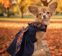 Doggie Design Navy Dog Dress with Plaid Ruffles, Large slide 2 of 5