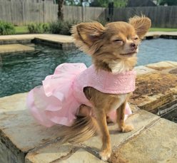 Doggie Design Pink Lace & Ruffles Dog Dress, Medium slide 2 of 4