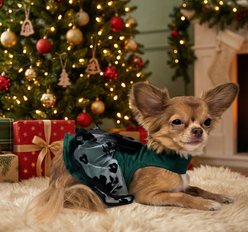 Doggie Design Green & Black Satin Dog Dress, Large slide 2 of 4