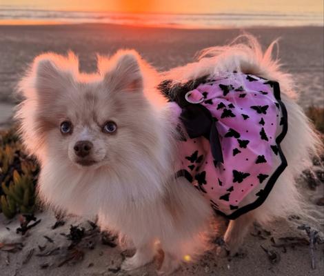 Show full view: Doggie Design All Aflutter Dog Dress, Pink/Black, Large slide 4 of 4